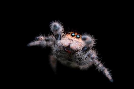 jumping spider jump in the air with black background in nature - Powered by Adobe