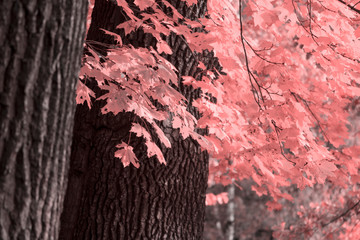 Fall seasonal background. Pink maple leaves. Selective focus.