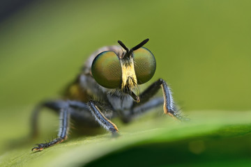 robber fly on green leaf in nature