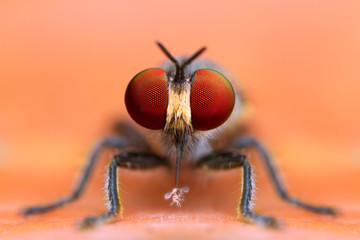 robber fly and prey in nature