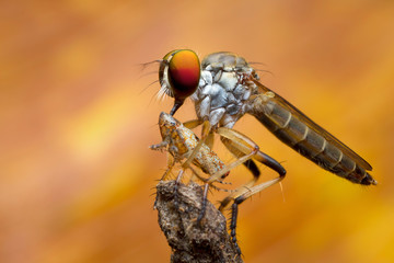 robber fly and prey in nature
