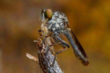 robber fly and prey in nature