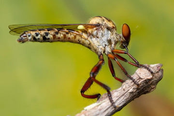 robber fly on tree branchin nature