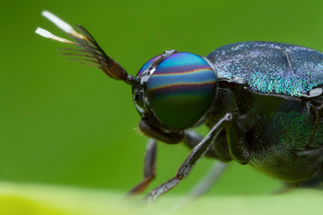 extreme magnified soldier fly head and eyes