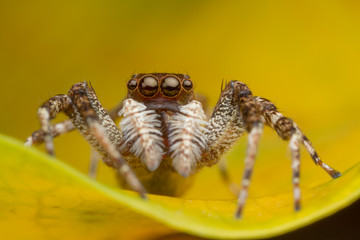 jumping spider on yellow leaf