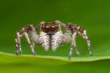 jumping spider on green leaf in nature