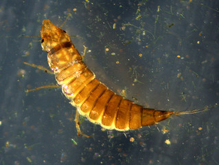 Diving water beetle larva in pond water in Connecticut.