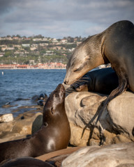 Sea Lions kiss in front of Ocean