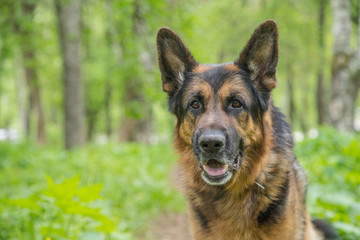Dog German Shepherd in a forest in a summer