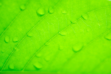 Rain drops on the green leaf in the rainy season.