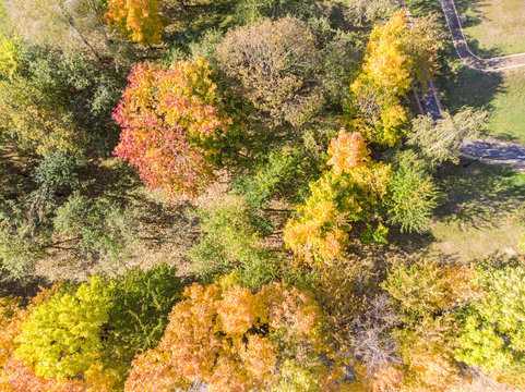 aerial top view of park trees with gold bright foliage