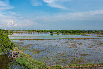View of paddy field with soil preparation, planting rice.