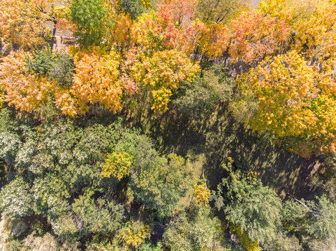 park trees in autumn. aerial top image of autumnal trees. natural landscape