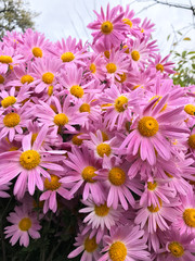 Purple flowers close up