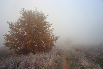 trees in morning fog