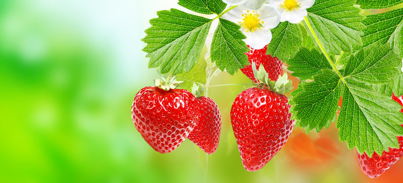 Strawberries.garden tasty berries