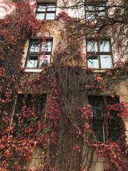 Fototapeta na wymiar The branches of the plants enveloped the building