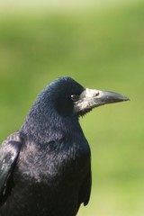 Crow 