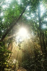 Fototapeta na wymiar Sun flare in the tropical rainforests of Malaysia