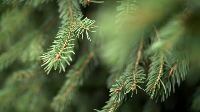 Nature background. Spruce branch in wind. Blurred abstract bokeh.