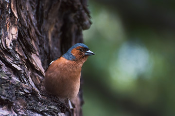 Common chaffinch sits on a tree