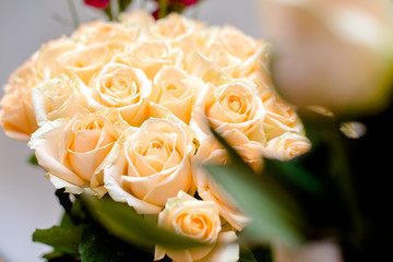 A bouquet of beige roses close-up 