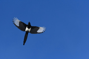 Black-billed Magpie in flight in the Rocky Mountains, Colorado