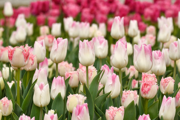 Pink and red tulips