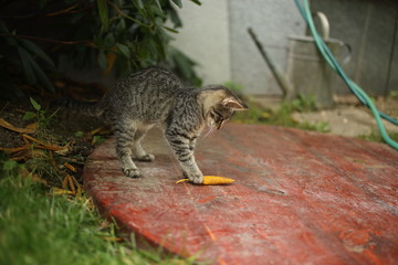 Fototapeta na wymiar Domestic cat in the garden