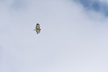 Red-tailed hawk flying against light clouds in the Rocky Mountains Colorado