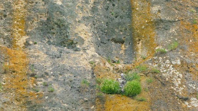 In the ledge on the rock there is a nest with birds.