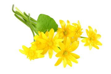 yellow flower with green leaf isolated on white background