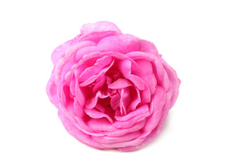 Pink rose flowers isolated on white background.