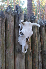 Ancient cow skull on wooden fence