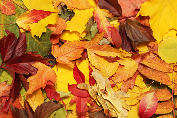 Naklejka na ściany i meble Background formed with bright autumn leaves