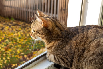 A young cat sits on the windowsill and looks out the window.