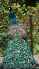 Obraz premium The Indian peafowl or blue peafowl, a large and brightly coloured bird, is a species of peafowl native to South Asia, but introduced in many other parts of the world