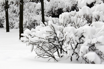 Bushes covered with snow in Moscow park in winter season