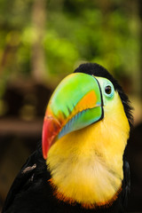 Portrait of Rainbow Toucan