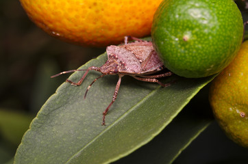 Brown marmorated stink bug (Halyomorpha halys) on a green leaf of a lemon tree (Ita: cimice...
