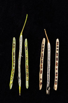Canola green and mature opened siliques with seeds on black background