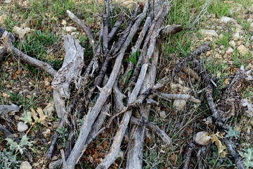 Branches de bois mortes sur le sol