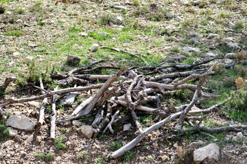 Obraz premium Branches de bois mortes sur le sol