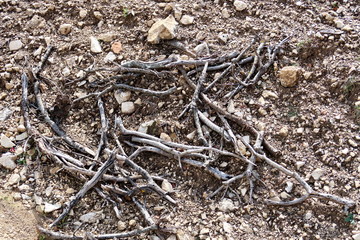 Branches de bois mortes sur le sol