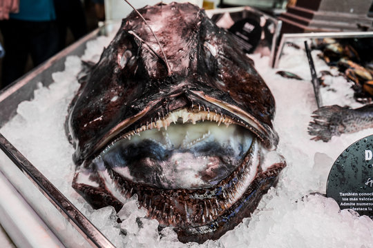 Monkfish fresh on ice in the market. Angler fish for sale	