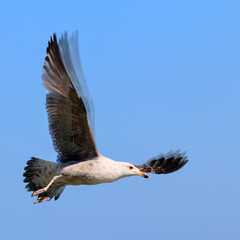 Mewa srebrzysta (Larus argentatus)
