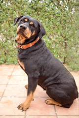 Rottweiller bitch sitting outside, side view, looking to front
