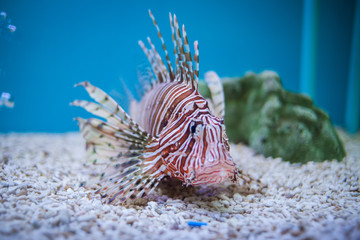  Lion fish in aquarium