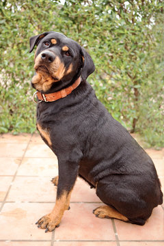 Rottweiller bitch sitting outside, side view, looking to front