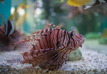  Lion fish in aquarium